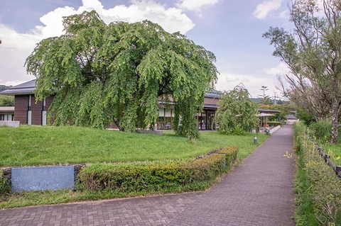20190808yagasaki-shidare-sakuraB01.jpg