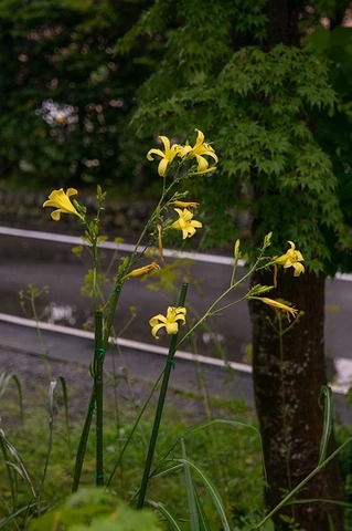 20190808yusuge-jiueA01-1719.jpg