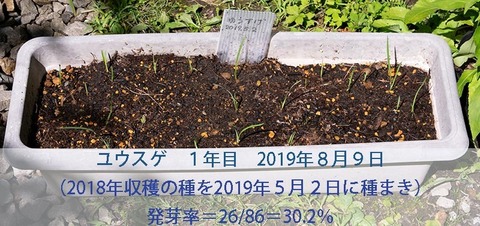 20190809yusuge-20190502tanemaki.jpg