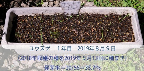 20190809yusuge-20190513tanemaki.jpg