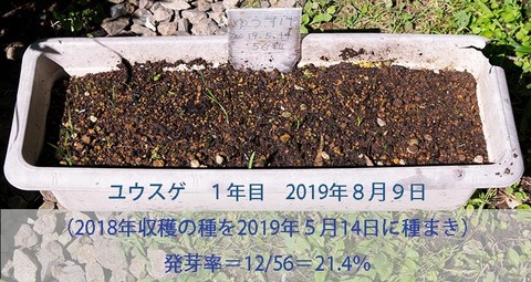 20190809yusuge-20190514tanemaki.jpg