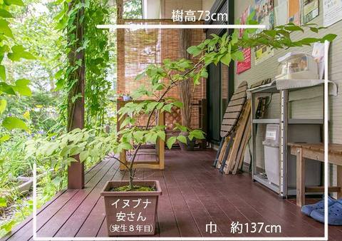 20190811inubuna8y_an_01.jpg