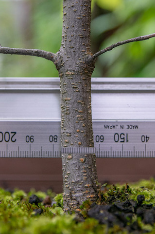 20190811inubuna8y_an_04.jpg