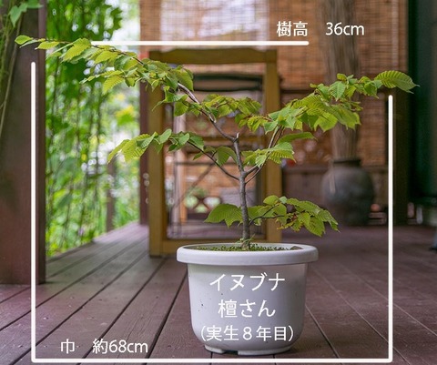 20190811inubuna8y_dan_01.jpg