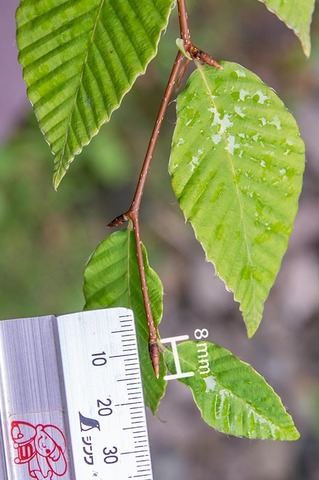 20190811inubuna8y_dan_03.jpg