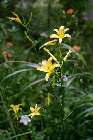 20190811yusuge-jiueA01-1657.jpg