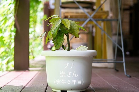 20190812buna_su_6y_01.jpg