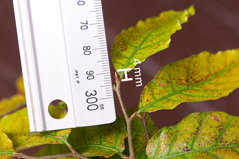 20190812buna_su_6y_03.jpg