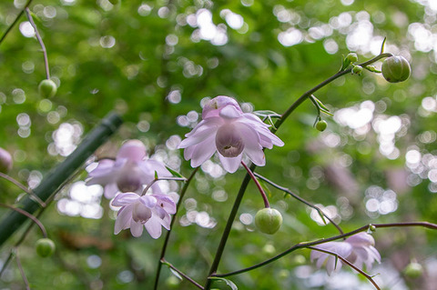 20190812rengeshouma01.jpg