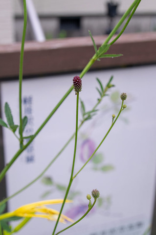 20190812waremokou.jpg