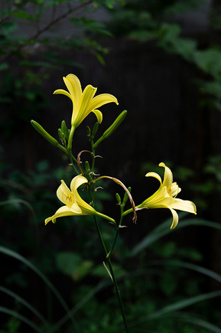 20190813yusuge-jiueA01-1720.jpg
