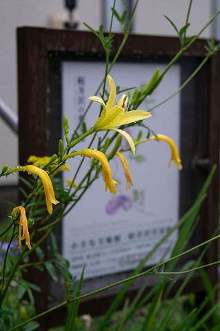 20190814yusuge-entrance01_1542.jpg