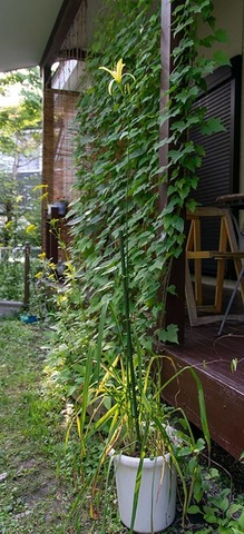 20190817yusuge_pot_10y_1624.jpg