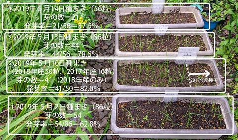 20190819yusuge_planter_1y_2018seed_20190502-14start.jpg