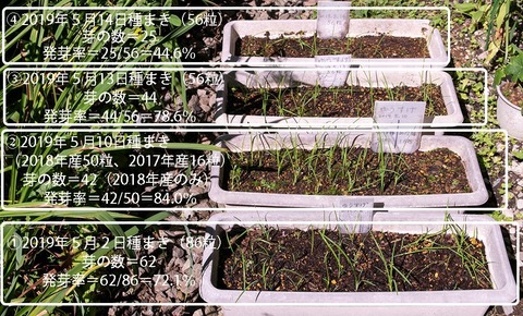 20190824yusuge_planter_1y_2018seed_20190502-14start.jpg