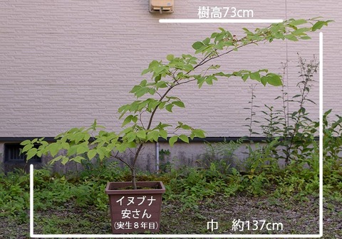 20190825inubuna8y_an_01.jpg