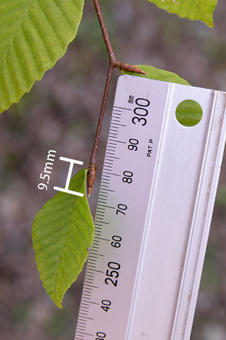 20190825inubuna8y_an_03.jpg