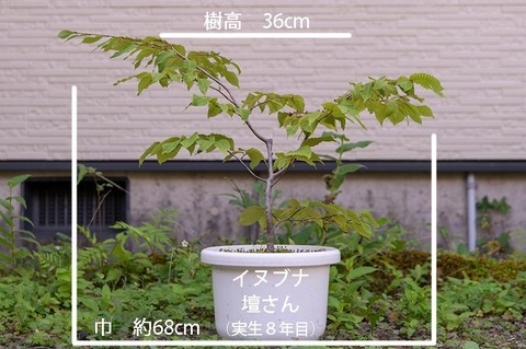20190825inubuna8y_dan_01.jpg