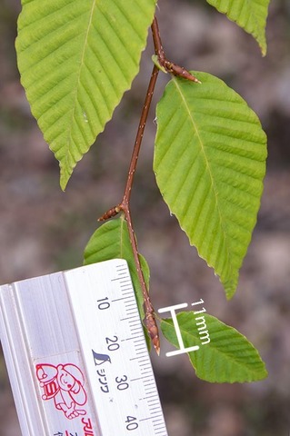 20190825inubuna8y_dan_03.jpg