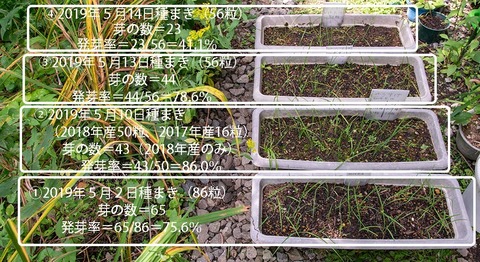 20190903yusuge_planter_1y_2018seed_20190502-14start.jpg