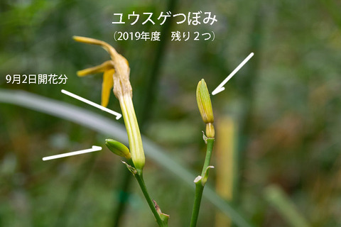 20190905yusuge-jiue_tsubomi01-1320.jpg