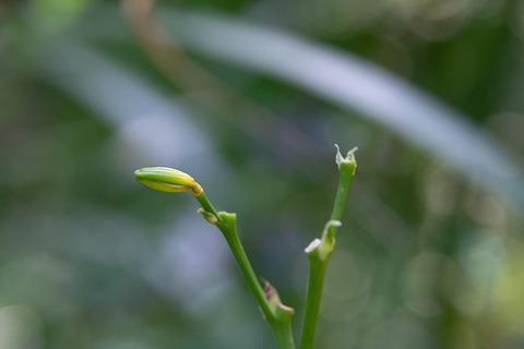 20190906yusuge-jiue_tsubomi01-1514.jpg