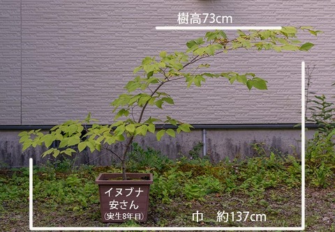 20190907inubuna8y_an_01.jpg