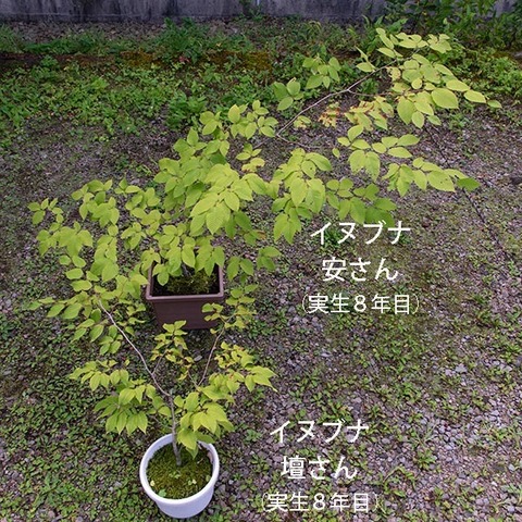 20190907inubuna8y_an_dan_01.jpg