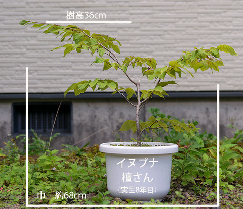 20190907inubuna8y_dan_01.jpg