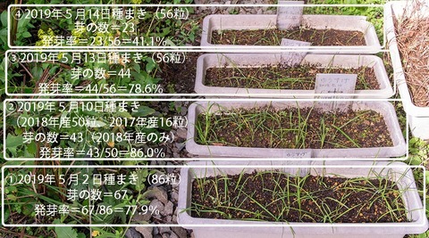 20190912yusuge_planter_1y_2018seed_20190502-14start.jpg