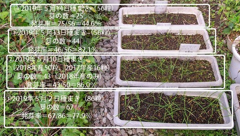20190920yusuge_planter_1y_2018seed_20190502-14start.jpg