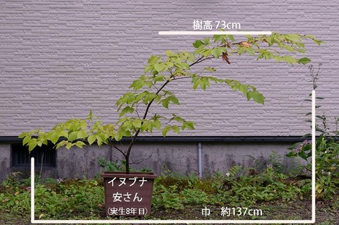 20190921inubuna8y_an_01.jpg