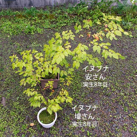 20190921inubuna8y_an_dan_01.jpg