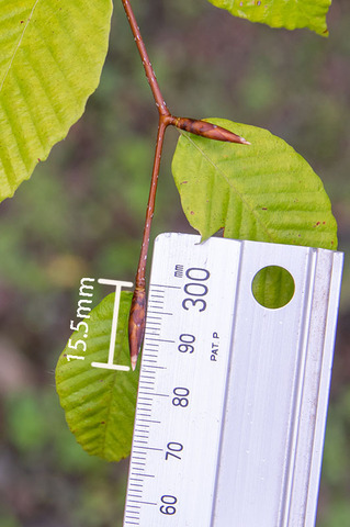 20190921inubuna8y_an_dan_03.jpg