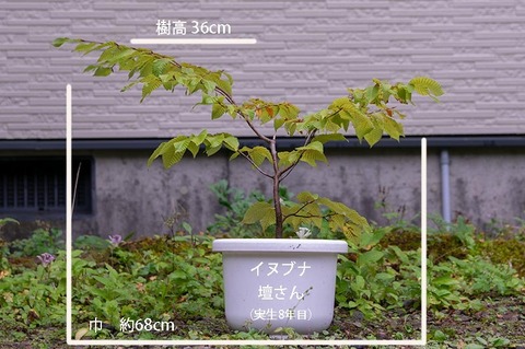20190921inubuna8y_dan_01.jpg