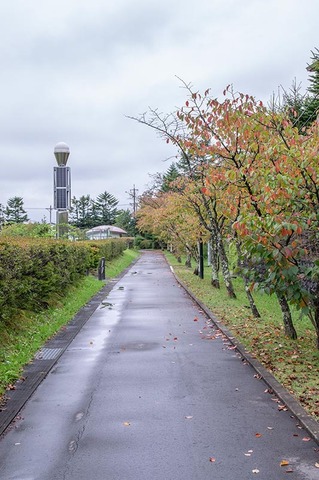 20190921yagasaki-sakura03.jpg
