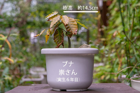 20190922buna_su_6y_01.jpg