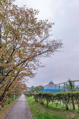 20190928yagasaki-sakura01.jpg