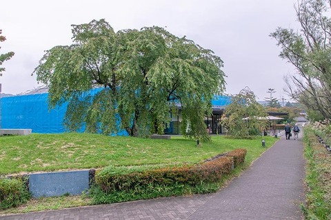 20190928yagasaki-shidare-sakuraB01.jpg