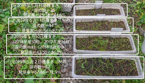 20190930yusuge_planter_1y_2018seed_20190502-14start.jpg