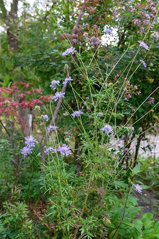 20191003matsumushiso01.jpg