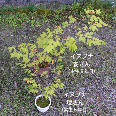 20191005inubuna8y_an_dan_01.jpg