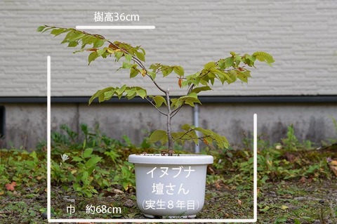 20191005inubuna8y_dan_01.jpg