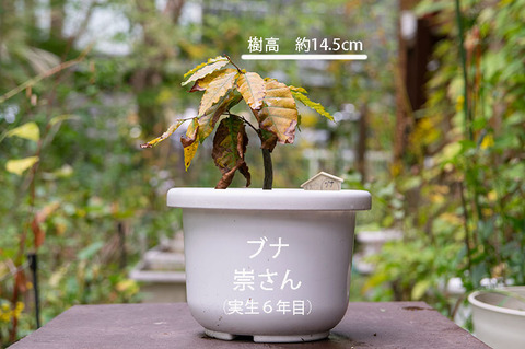 20191006buna_su_6y_01.jpg