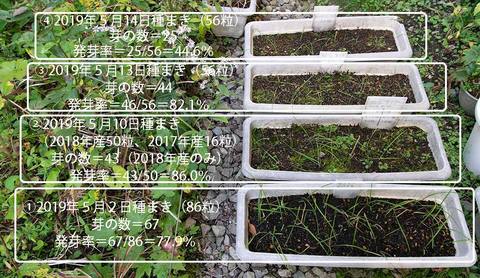 20191010yusuge_planter_1y_2018seed_20190502-14start.jpg