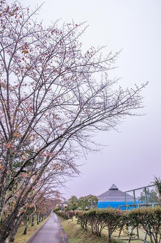20191011yagasaki-sakura01.jpg