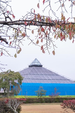 20191011yagasaki-sakura02.jpg