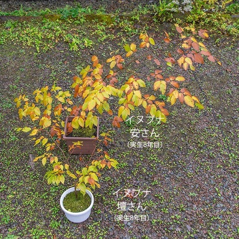 20191019inubuna8y_an_dan_01.jpg