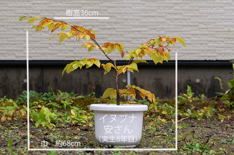 20191019inubuna8y_dan_01.jpg