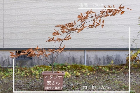 20191102inubuna8y_an_01.jpg